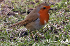 Robin