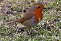 Robin