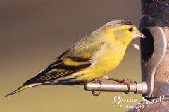 Siskin