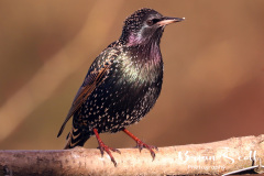 Starling