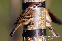Tree Sparrow
