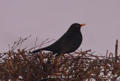 Blackbird Male