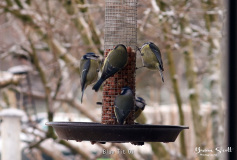Blue Tit