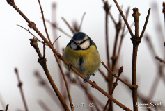 Blue Tit