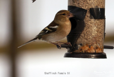 Chaffinch Female