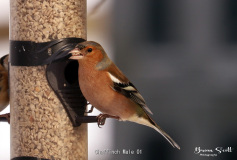 Chaffinch Male