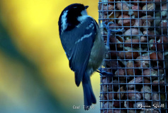 Coal Tit