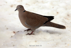 Collard Dove