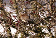 Fieldfare