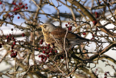 Fieldfare