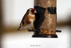 Goldfinch