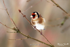 Goldfinch