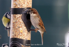 House Sparrow Male