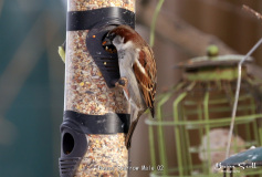 House Sparrow Male