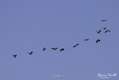 Lapwings