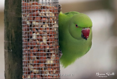 Ring necked Parakeet