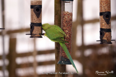 Ring necked Parakeet
