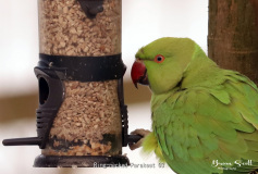 Ring necked Parakeet