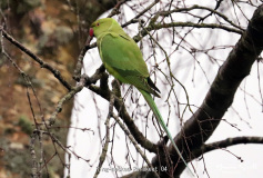 Ring necked Parakeet