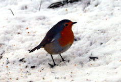 Robin