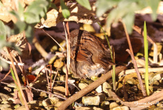 Wren