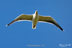 Black backed Gull