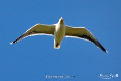 Black backed Gull