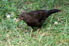 Blackbird Female