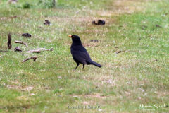 Blackbird Male