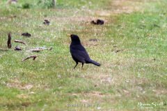 Blackbird Male