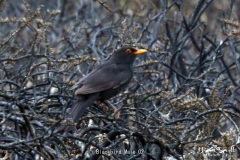Blackbird Male