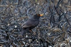 Blackbird Male