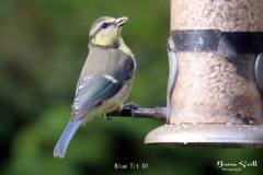 Blue Tit