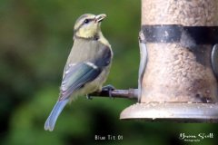 Blue Tit