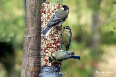 Blue Tit & Great Tit