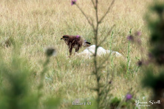 Buzzard