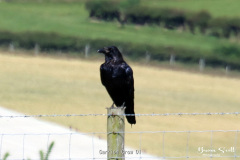 Carrion Crow