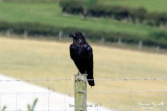 Carrion Crow