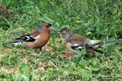 Chaffinch Male