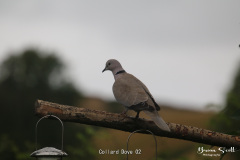 Collard Dove