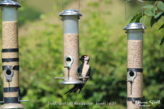 Great Spotted Woodpecker Juvenile