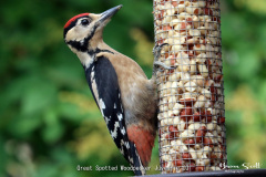 Great Spotted Woodpecker Juvenile