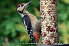 Great Spotted Woodpecker Juvenile