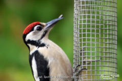 Great Spotted Woodpecker Juvenile