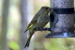 Greenfinch