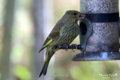 Greenfinch