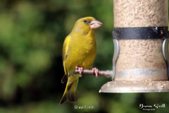 Greenfinch