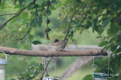 House Sparrow