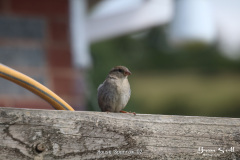 House Sparrow