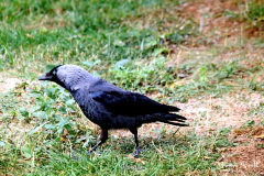 Jackdaw